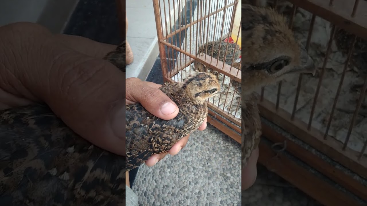 Cara membedakan anakan ayam hutan hijau jantan umur 1 bulan.