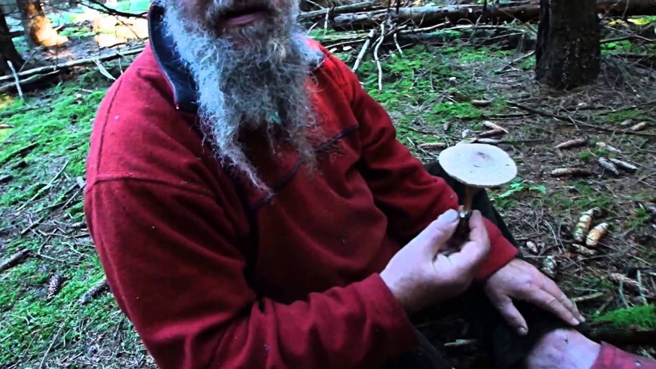 Shaggy parasol/ Mushroom Expert, Sten Larris/ Denamrk