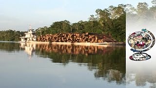 The Brazilian Locals Fighting Back Against Illegal Logging in the Amazon