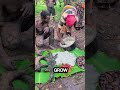 nature live in africa you have to see this! #facts #survival #animals #wildlife