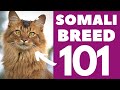 Somali Cat 101 : Breed & Personality の動画、YouTube動画。