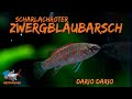 Der Scharlachrote Zwergblaubarsch - Dario dario | ADVENTdicted! Adventskalender | Türchen 8