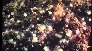 ムーン・ジェリー　ミズクラゲのライフサイクル　東京シネマ新社1976年製作