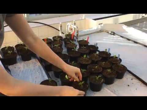 Video: Hur Man Vattnar En Kaktus: Hur Ofta Ska Man Vattna Den På Vintern Och Sommaren Hemma. Hur Många Gånger I Månaden Ska En Liten Kaktus Vattnas?