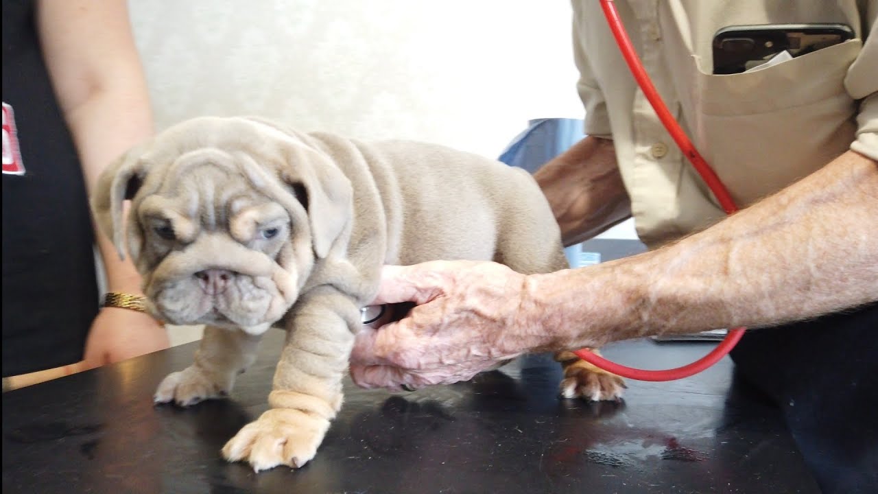 English Bulldog puppies vaccination and vet health check time ! YouTube