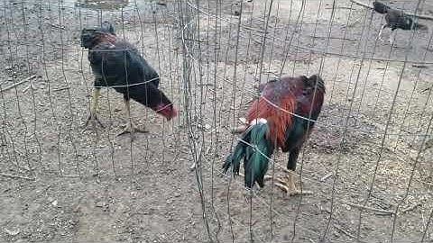 Qaib 4 5 hlis, me Nyuam Qaib Hmong..