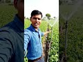 Amazing Drip Irrigation Farming Method 🔥🌱#farming #agriculture