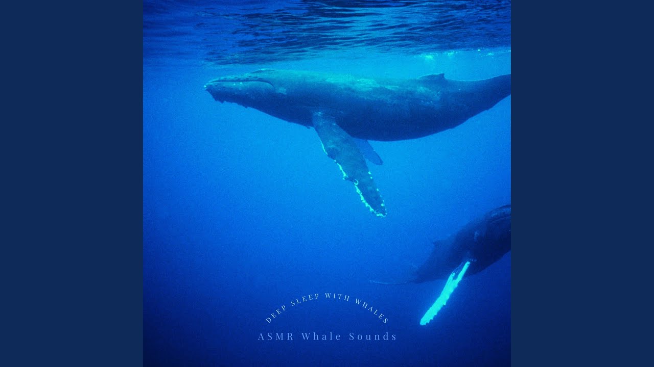 Whale Songs to Help You Sleep