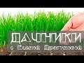 Дачники. Растения - сидераты. Как повысить плодородие почвы без химикатов