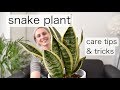 THE (almost) UNKILLABLE SNAKE PLANT | Sansevieria Care Tips & Tricks