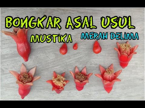 Buah Delima Asal Mana