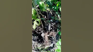 Когда нужно начинать посадку МАЛИНЫ.
