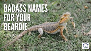 The 20+ Badass Bearded Dragon Names 2022: Best Guide