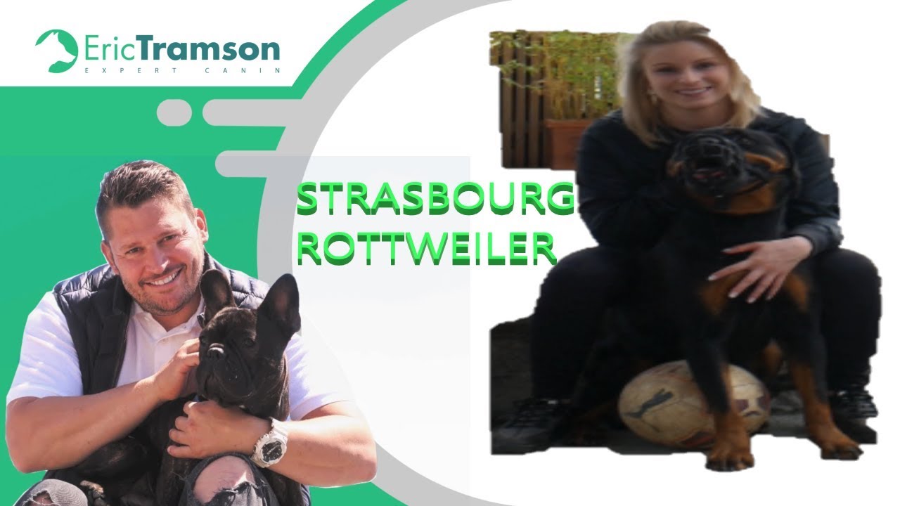 STRASBOURG/ ROTTWEILER TROUBLE DU COMPORTEMENT AVEC LA BALLE - YouTube
