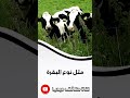 كم تنتج البقرة من الحليب في اليوم