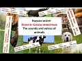 Звуки и голоса животных - Hayvan sesleri- The sounds and voice of animals
