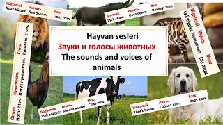 Звуки и голоса животных - Hayvan sesleri- The sounds and voice of animals