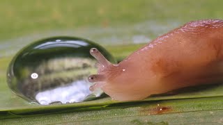 Slug vs water droplet #3  UHD 4K