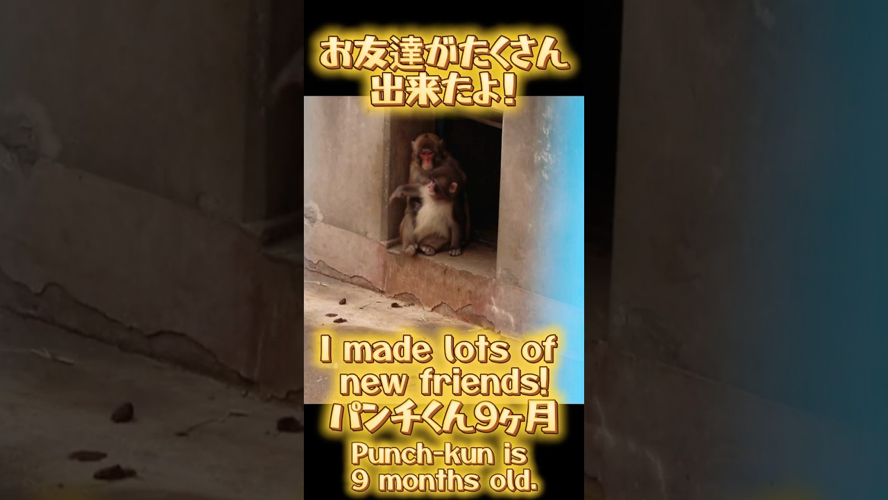 【9ヶ月】パンチくんお友達がたくさん出来たよ！Punch has made lots of friends!市川市動植物園#punch #monkey #animals