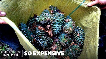 Why Pine Nuts Are So Expensive | So Expensive