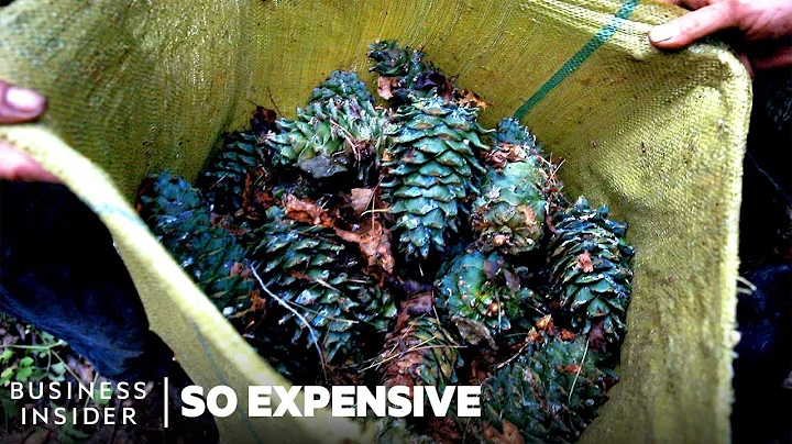 Why Pine Nuts Are So Expensive | So Expensive - DayDayNews
