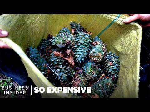 Why Pine Nuts Are So Expensive | So Expensive