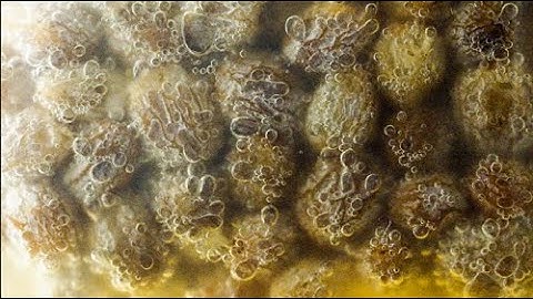 Raisin sourdough starter (mysterious movements)