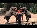 โชว์ช้าง ซาฟารีเวิลด์ - Elephant Show Safari World