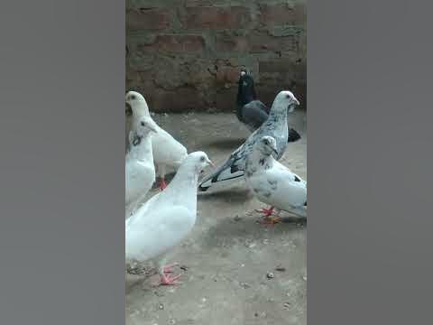 pegion - YouTube
