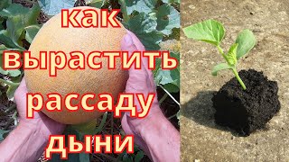 Как вырастить рассаду дыни