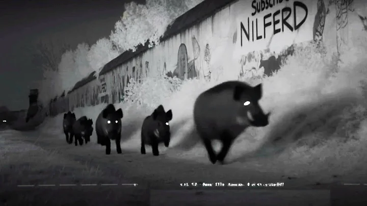 Wild Boars Attack in Berlin Downtown – Caught on CCTV 💥😱