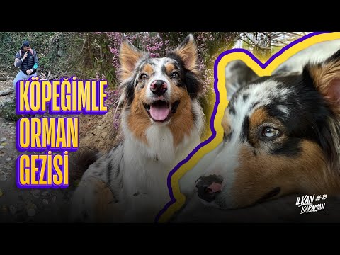 Video: Bebeğinizi Köpeğinize Tanıtırken Hatırlanması Gereken 10 Şey