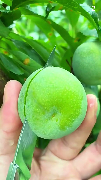 Panen buah unik sangat segar dan memuaskan #shorts