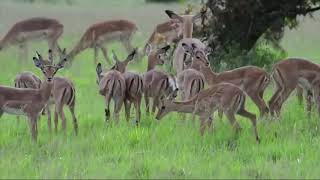 OMG! Giant Python Hunt Leopard Cubs When Mother Leopard Hunting Impala, Anaconda vs Crocodile