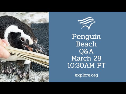 Penguin Beach Explore Q&A at the Aquarium of the Pacific