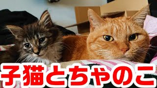 新たに家族となった子猫をやっぱり母猫のように受け入れて安心させ