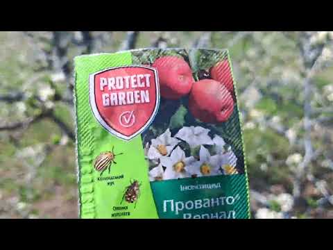 Увага! Оленка волохата