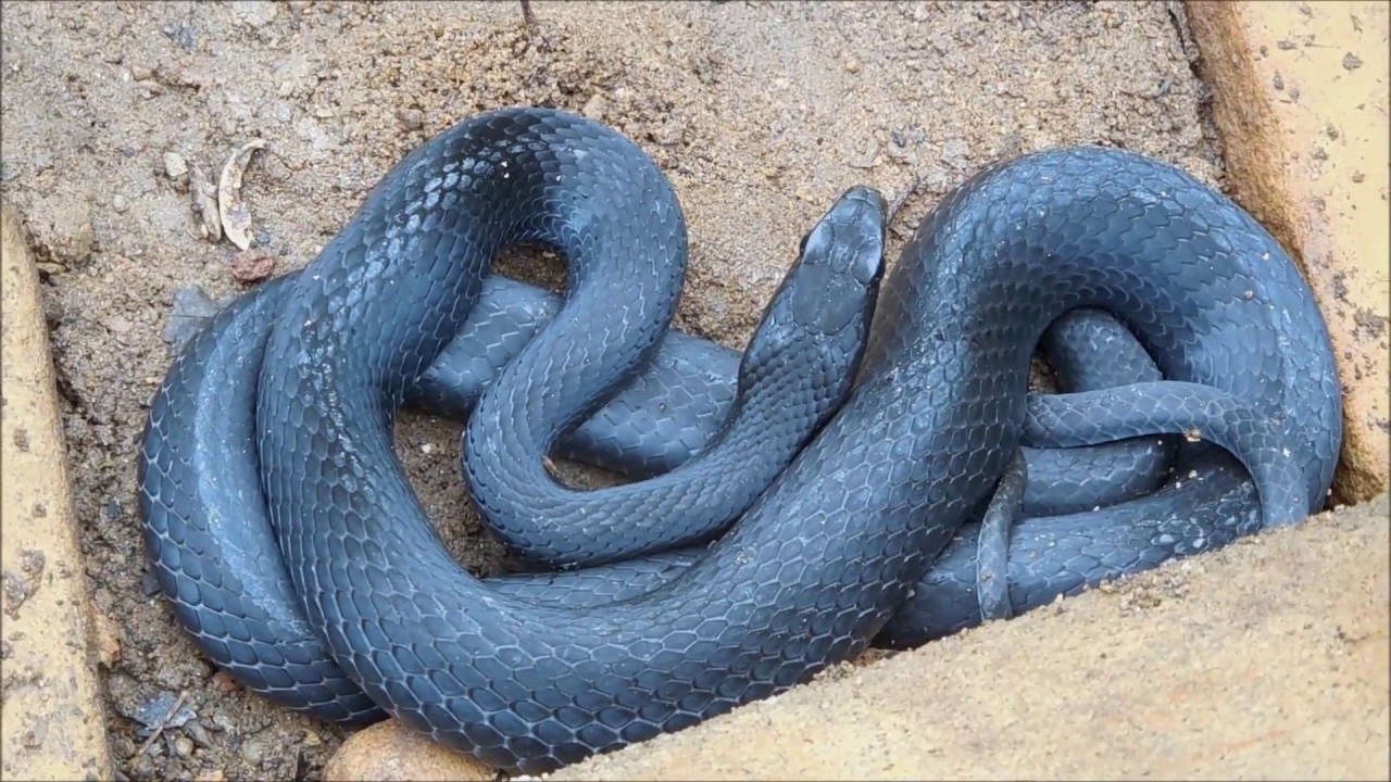 Garden Snake Hideout Watch Black Racer Snake Do Tongue Exercise