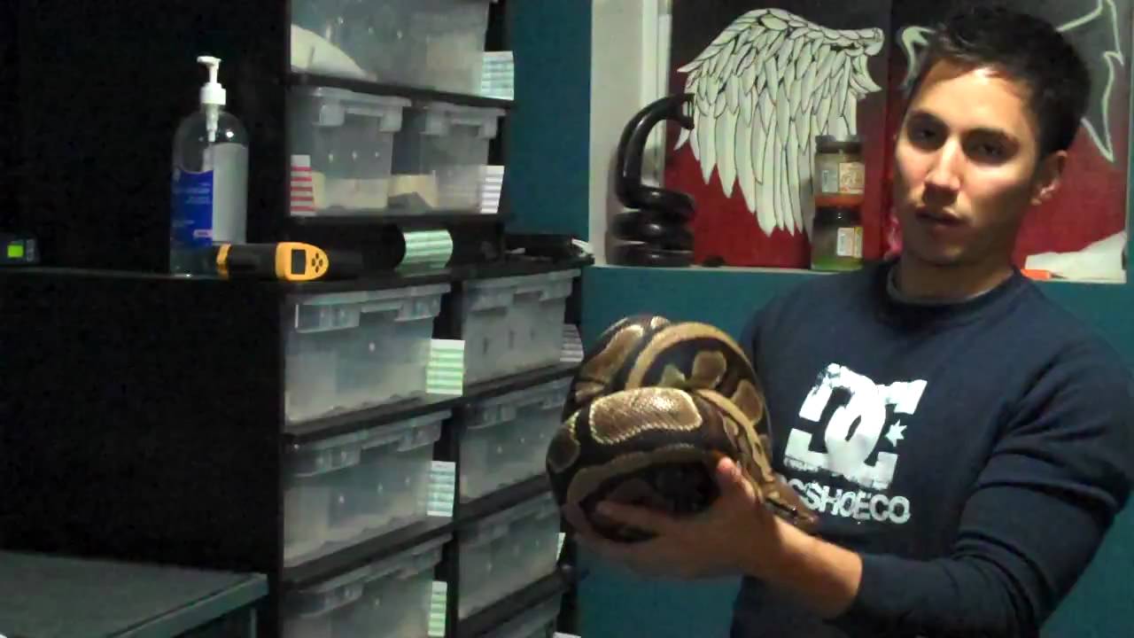 eggs florentine Proven breeder female ball python. 1st direct upload, no editing
