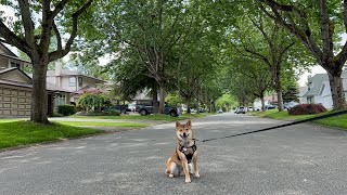 Shiba Inu posing on a neighbourhood walk