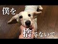 ［涙が止まらない］２度捨てられたミニチュアダックスフンド
