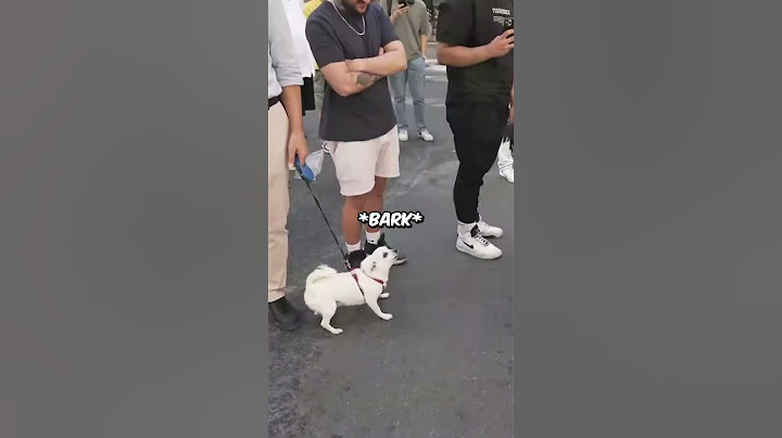 Speed talks to a dog 🤣