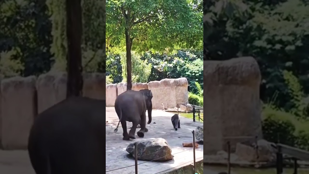 Naughty Baby Elephant Runs Away from Parents || Funniest Elephant Family Moment”🤣|| 