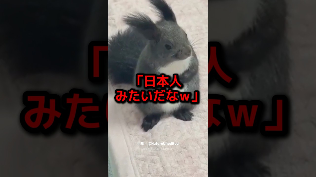 北海道で発見されたリスの異常な礼儀正しさが世界で話題に