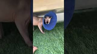 My Hairless Cat ESCAPED ‍♂ w Mattie Westbrouck #shorts