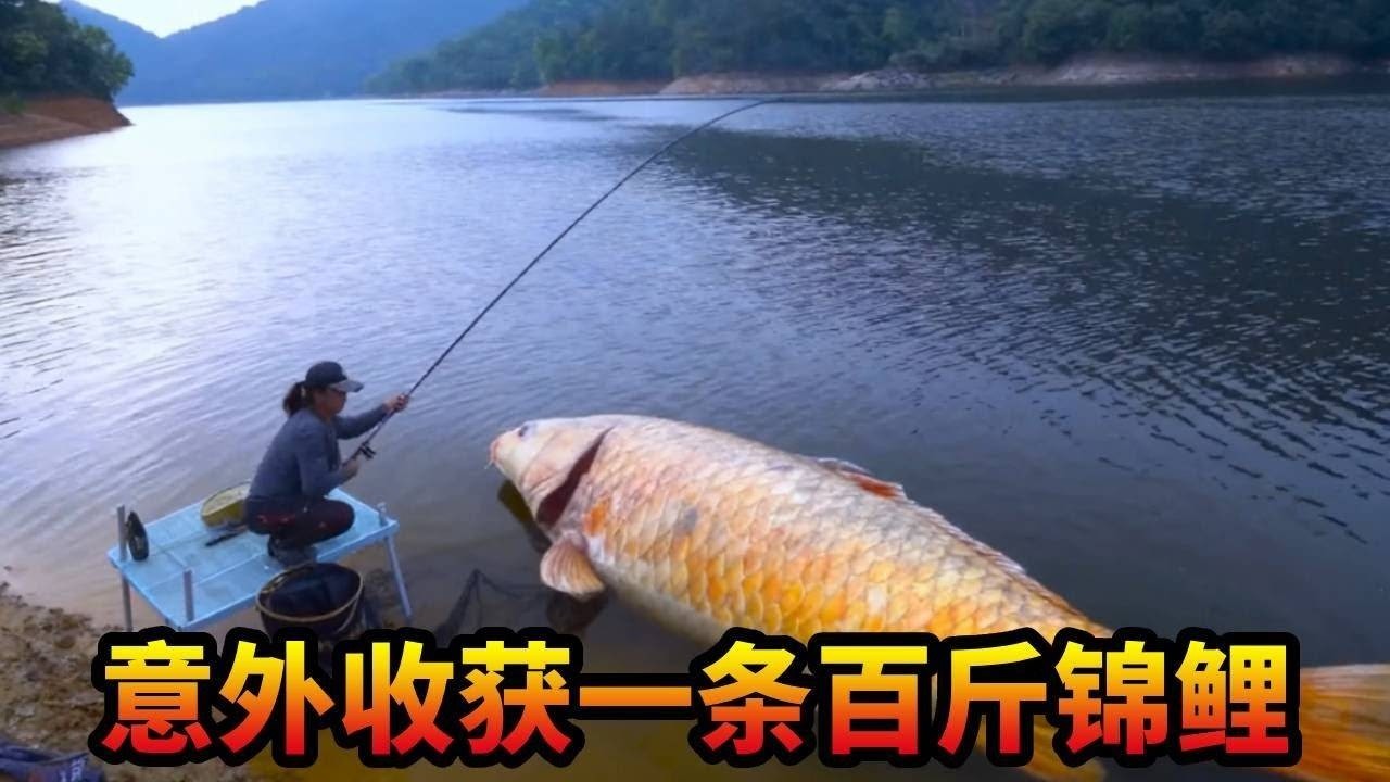 200块盘鲤鱼黑坑嚣张老板，今天误判鱼情差点就倒下了，多亏最后收获一条百斤锦鲤！ #游钓黑坑 #罗非鱼