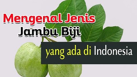 7 Jenis Jambu Biji yang Ada Di Indonesia