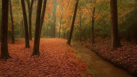 Rainy Autumn Walk Through Woods, Stream & Foggy Fields | Relaxing Nature ASMR in 4K
