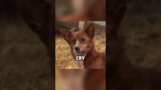 She Was Wanted Her Cow Mom Back