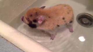 Mini piglet getting a bath!